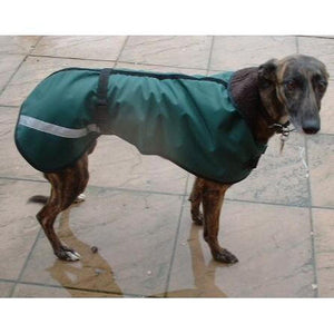 Echo the greyhound wearing our waterproof lurcher coat in green