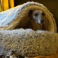 Load image into Gallery viewer, Freddie the whippet inside his snuggly drydogs cove bed
