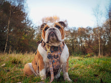 Load image into Gallery viewer, Disney Dogs Collection: Harnesses / Collars / Leads