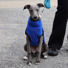 Load image into Gallery viewer, Puppy whippet wearing a blue DryDogs base-layer sitting on a pavement

