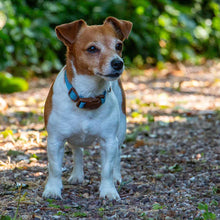 Load image into Gallery viewer, Magnetic Dog Collars - quick snap-fit
