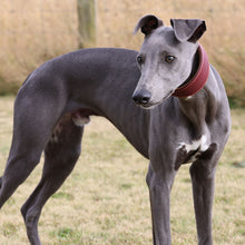 Load image into Gallery viewer, A greyhound dog standing outdoors on grass, wearing an oxblood collar.
