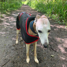 Load image into Gallery viewer, Walking in the woods - whippet wearing coat
