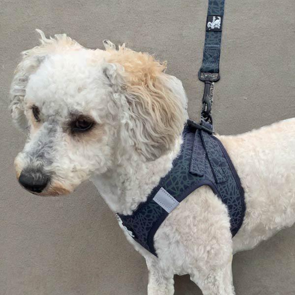 Neoprene Reflective Harnesses Nylon Leads