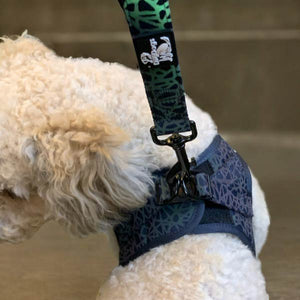 Reflective dog harnesses made from neoprene