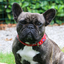 Load image into Gallery viewer, french bulldog reflective collar and lead sets, star design
