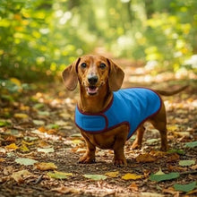 Load image into Gallery viewer, Dachshund wearing a blue coat standing on a leaf-covered ground with greenery in the background
