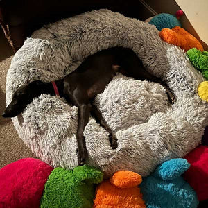 Roxy the whippet in donut bed