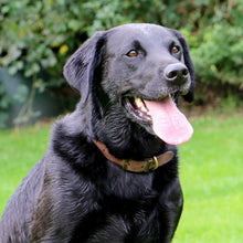 Load image into Gallery viewer, Sable Leather Dog Roll Collar
