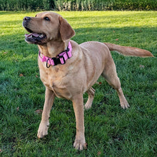 Load image into Gallery viewer, A golden retriever standing on a green grassy lawn wearing a pink and black dog collar with a leash attachment.
