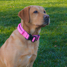 Load image into Gallery viewer, A golden retriever dog wearing a bright pink collar with black plastic hardware, sitting on a green grassy lawn.
