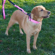 Load image into Gallery viewer, A yellow Labrador retriever standing on green grass wearing a bright pink collar and harness with a matching leash, photographed outdoors in natural sunlight.
