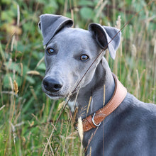 Load image into Gallery viewer, A gray dog wearing a tan leather collar with a silver metal ring, standing in a grassy outdoor field.
