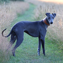 Load image into Gallery viewer, A slender grayhound dog standing in a grassy field with dry grass on both sides, wearing a brown collar.
