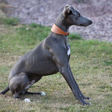 Load image into Gallery viewer, A greyhound dog sitting on grass wearing a wide tan leather collar, with a blurred outdoor background of grass and gravel.
