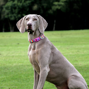 rainbow dog collars and leads sets