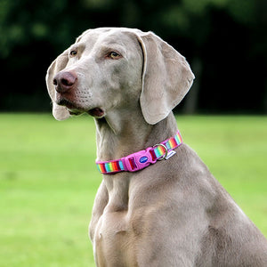 rainbow dog collars and leads sets