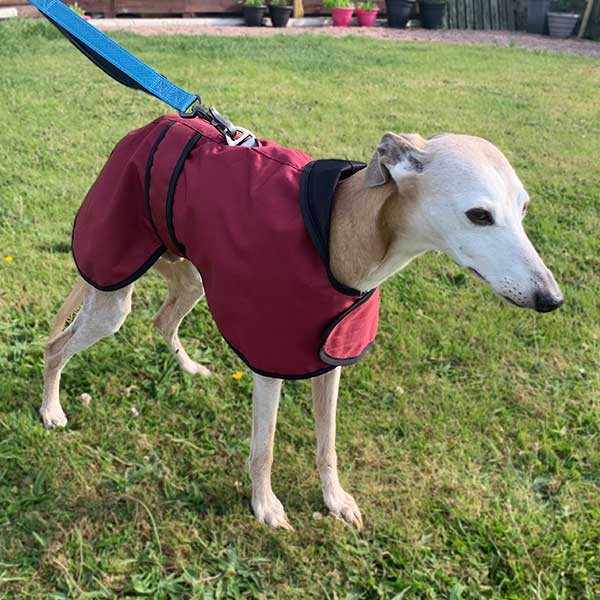 Greyhound coat with harness hole best sale