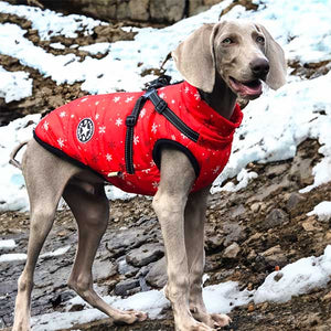 best winter dog coat for large dogs