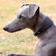 Load image into Gallery viewer, A gray dog wearing a black leather collar with a silver buckle, photographed outdoors on a grassy background.
