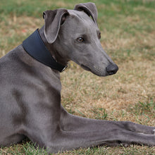 Load image into Gallery viewer, A gray dog lying on grass wearing a wide black collar, photographed outdoors with a blurred lawn in the background.
