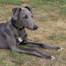 Load image into Gallery viewer, black whippet collar on a blue whippet
