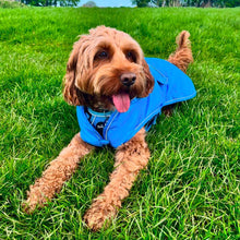 Load image into Gallery viewer, A brown curly-haired dog lying on green grass wearing a bright blue dog coat and matching blue harness.

