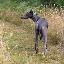Load image into Gallery viewer, prussion blue whippet collar
