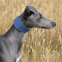Load image into Gallery viewer, A gray dog wearing a wide blue collar, standing in a field of dry golden grass.

