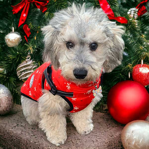 bobby in christmas dog coat with built in harness