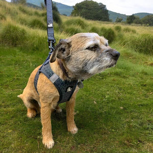 Reflective border terrier wearing dog harnesses made from neoprene