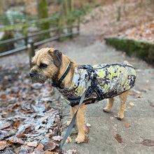 Load image into Gallery viewer, built in harness coat on border terrier
