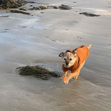 Load image into Gallery viewer, border terrier hoodie on the beach
