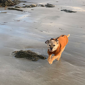 border terrier hoodie on the beach