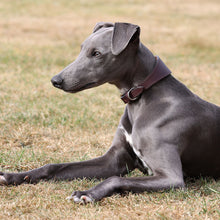 Load image into Gallery viewer, A gray dog lying on dry grass wearing a dark brown leather collar with a silver buckle.
