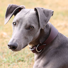 Load image into Gallery viewer, A close-up of a gray dog wearing a dark brown leather collar with a silver metal ring, set against a soft-focus grassy background.
