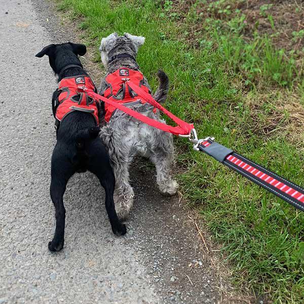 Dual Dog Lead Coupler1