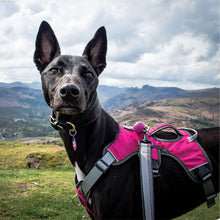 Load image into Gallery viewer, cerise-pink-whippet-greyhound-harness
