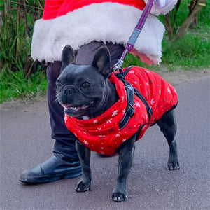 French Bulldog Christmas winter coat