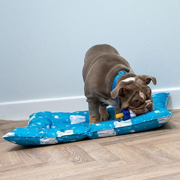 Dog Cooling Dog Coats At B&m Cool Mats For Dogs B&m Clearance