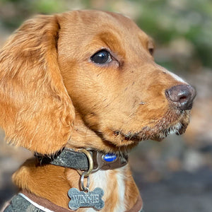 country style dog collar and lead sets