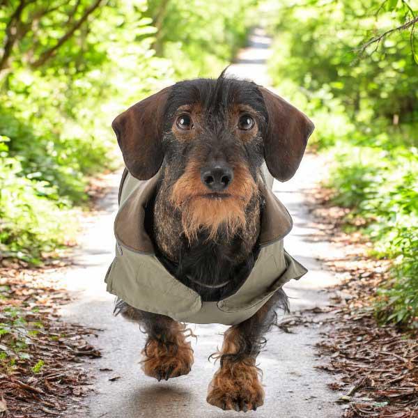 Dachshund barbour jacket best sale