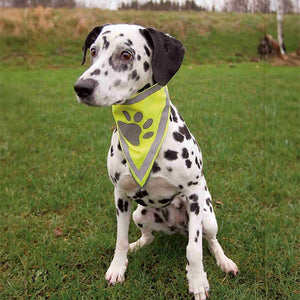 reflective dog neckerchief on Dalmatian