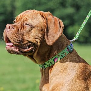 dinosaur nylon dog collar and lead