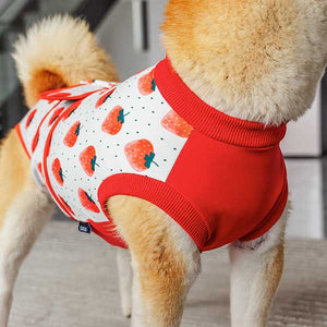 what to wear on dog after surgery to protect stitches