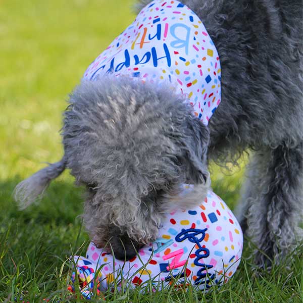 birthday balloon dog toy