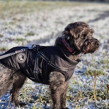 Dog Coat with Harness Quilted Waterproof Wintro