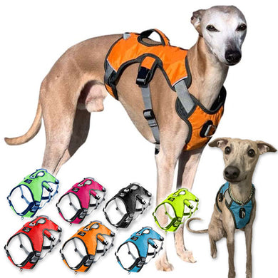 best greyhound whippet harness