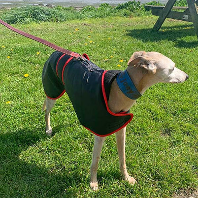 super warm sighthound coat with harness hole zip