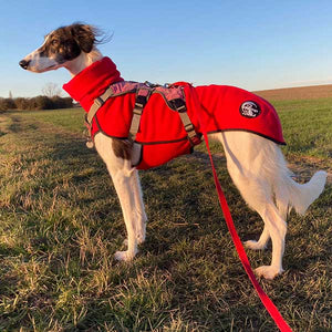 Pippin wearing harness and fleece whippet coat